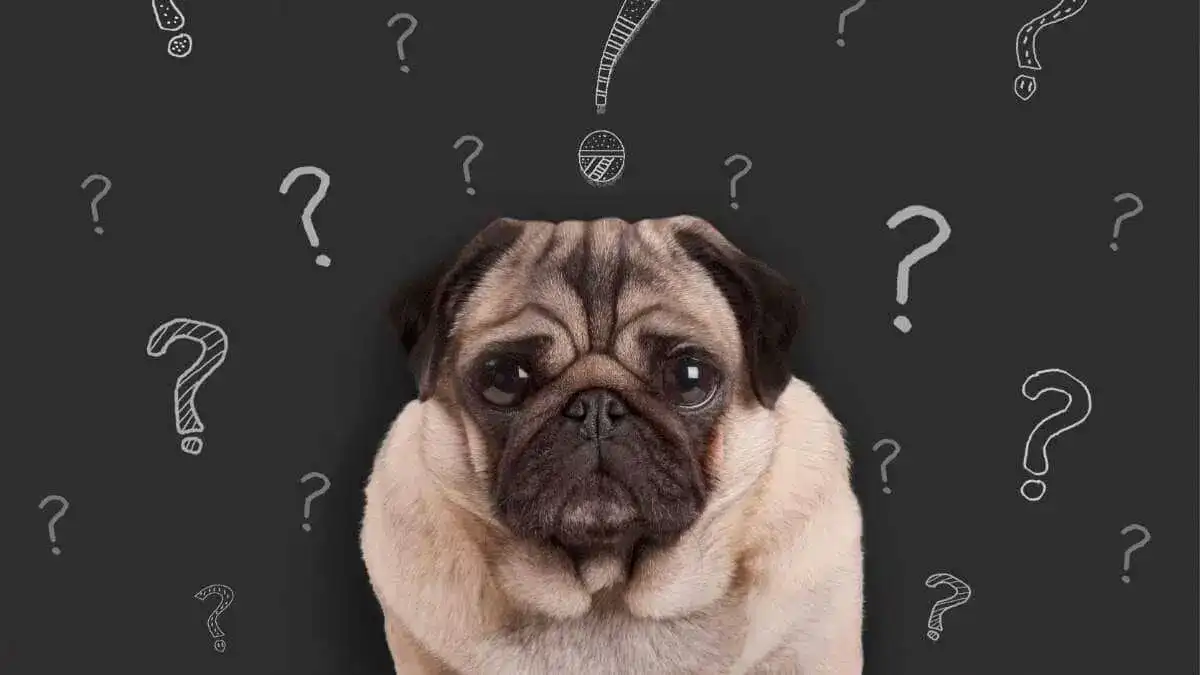 Let's clear up some misconceptions about low calorie dog treats