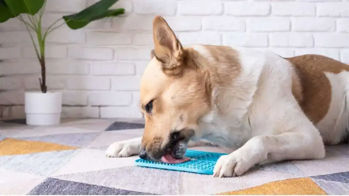 Using low calorie fillers is a great way to entertain your dog without worrying about their weight.