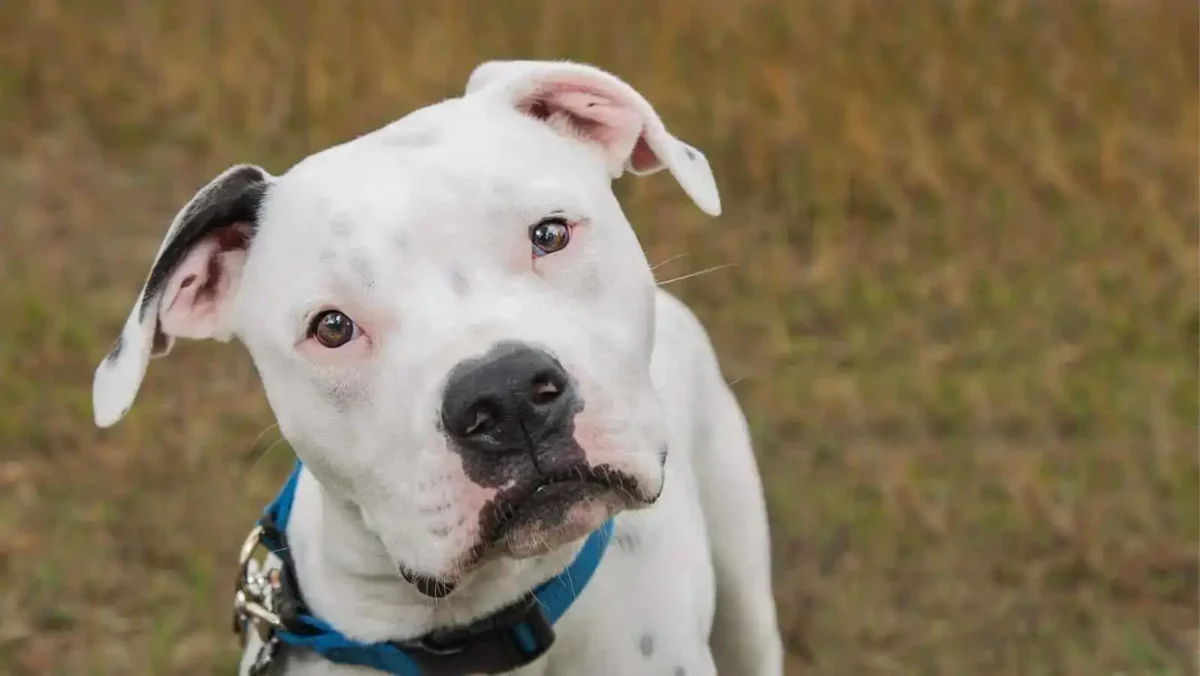 Large white dog with black markings and blue collar outdoors, looking eye-catching and adorable.