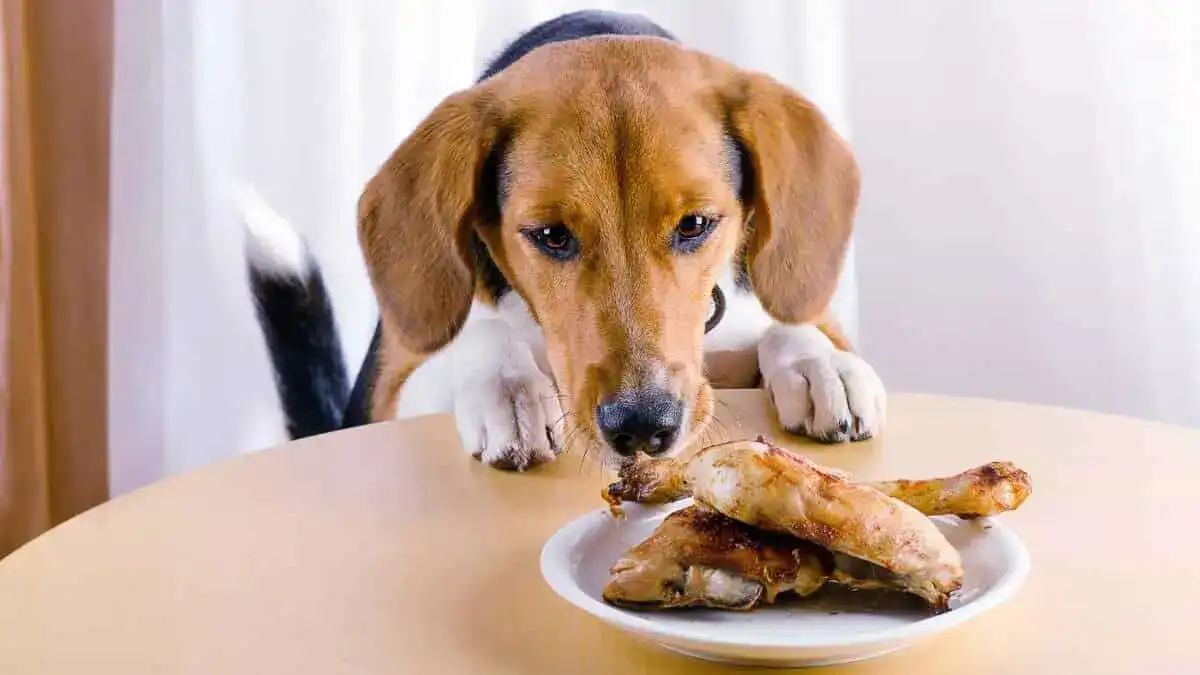 Chicken and cheese are two of our favorite human foods to use as treats for our pups
