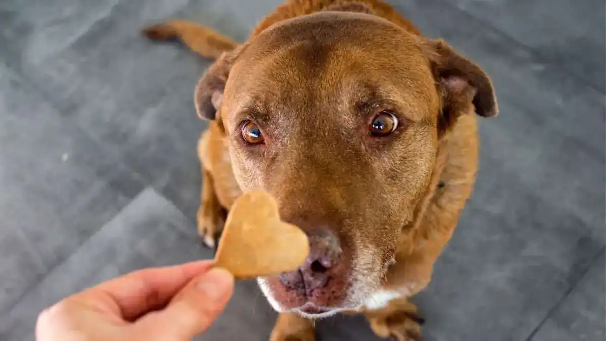 Many normal dog treats can be broken into pieces to become low calorie dog treats