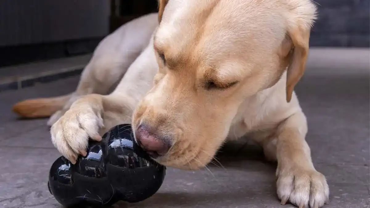 Kongs or other food based enrichment toys are a great way to keep your dog entertained