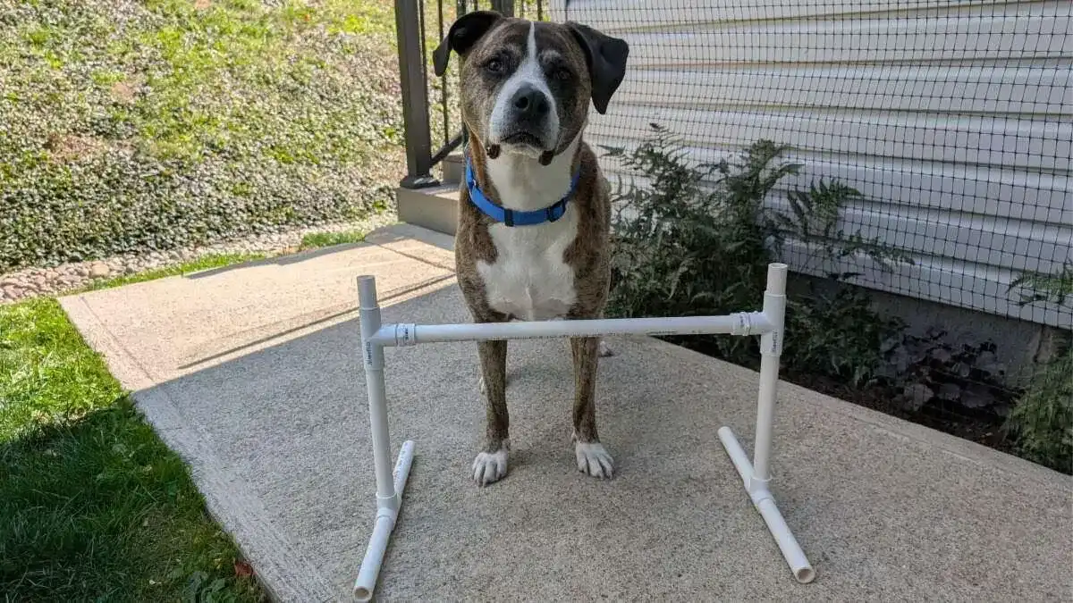 completed basic diy dog agility jump Creating your own diy dog agility jumps is easy with pvc