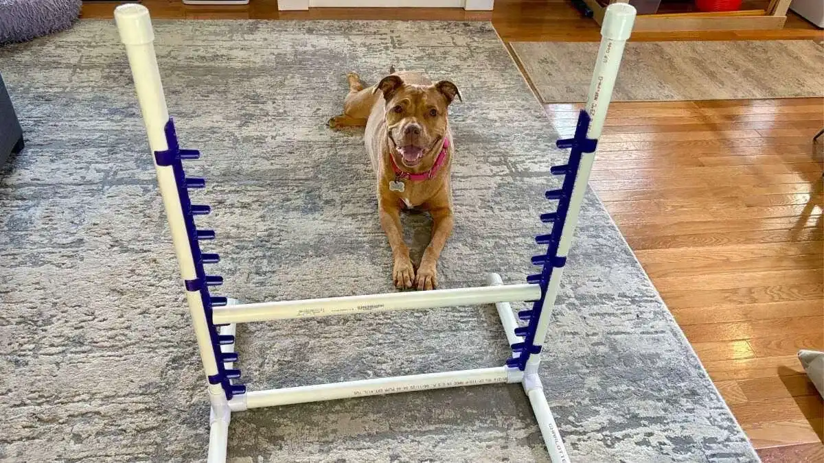 diy dog agility jumps intermediate option Primmie modeling the diy agility jump