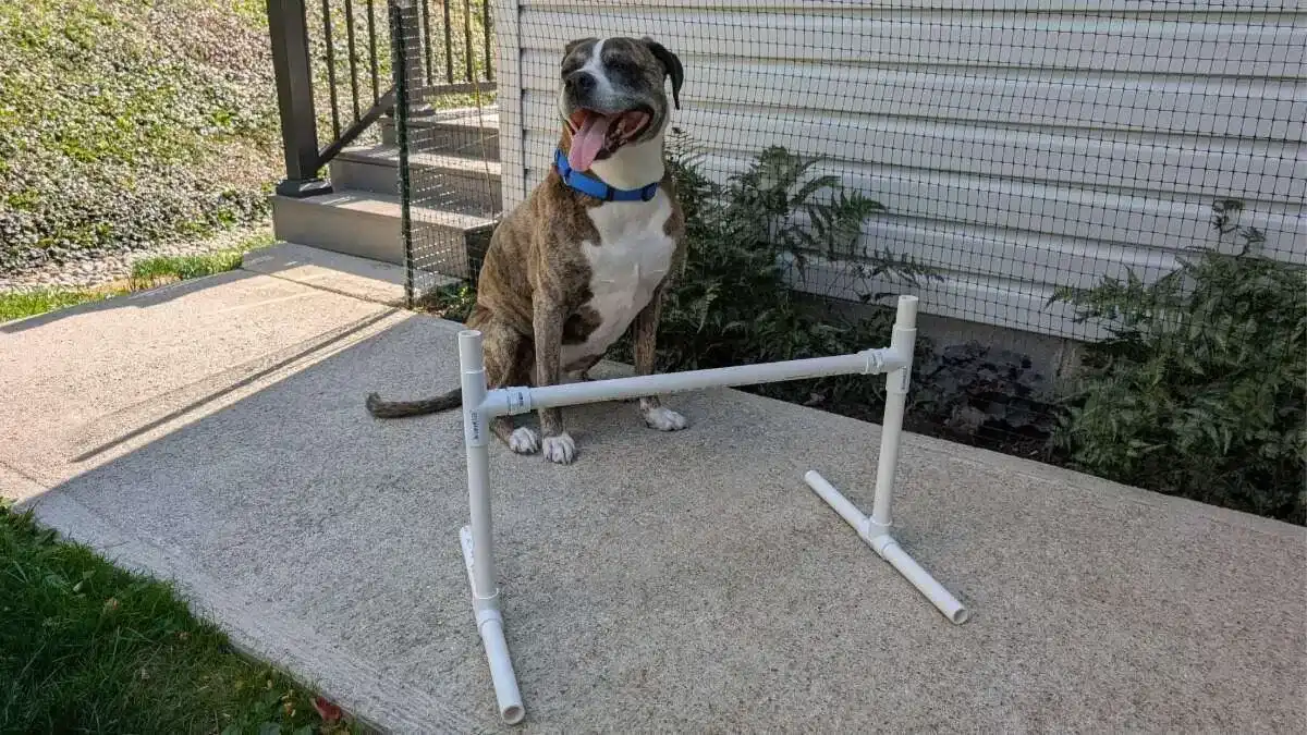 diy dog agility jumps basic option This pvc diy dog agility jump makes it easy to adjust the height