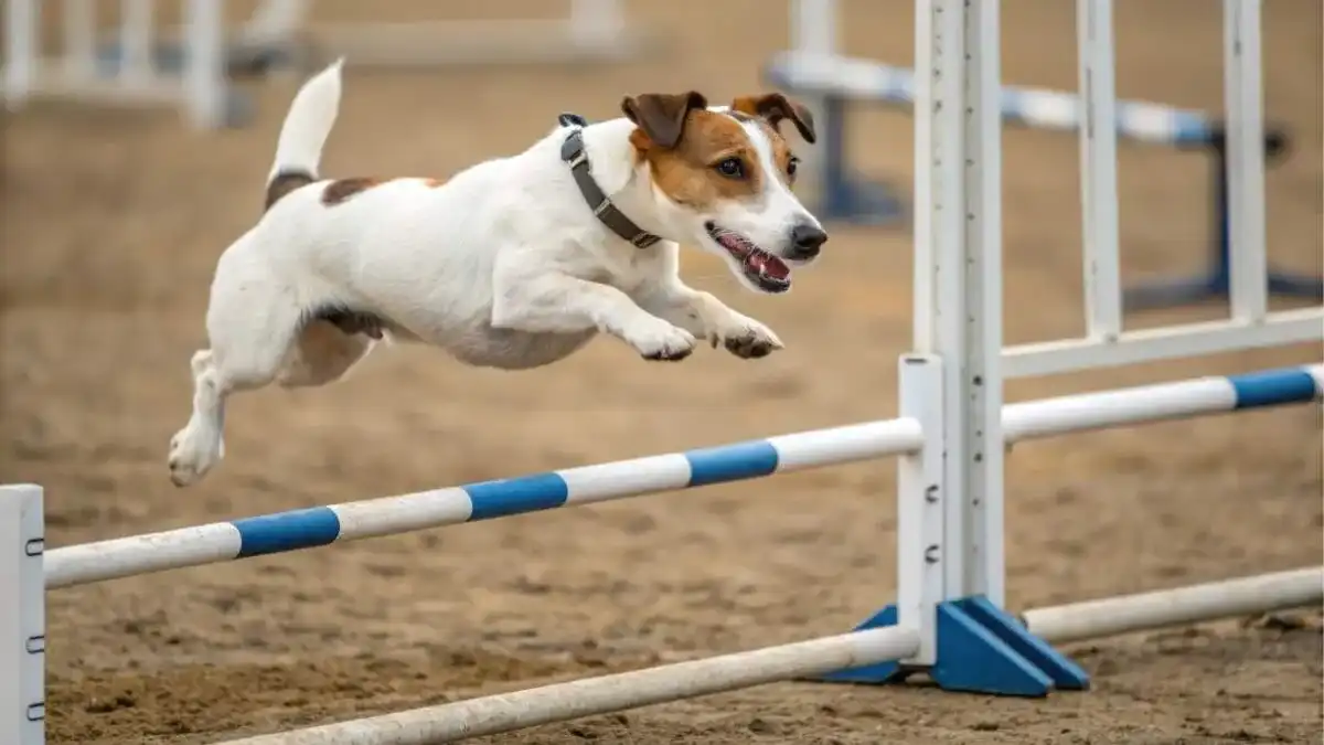 dog jumping over a low bar Start with a low bar so that your dog can get used to the behavior