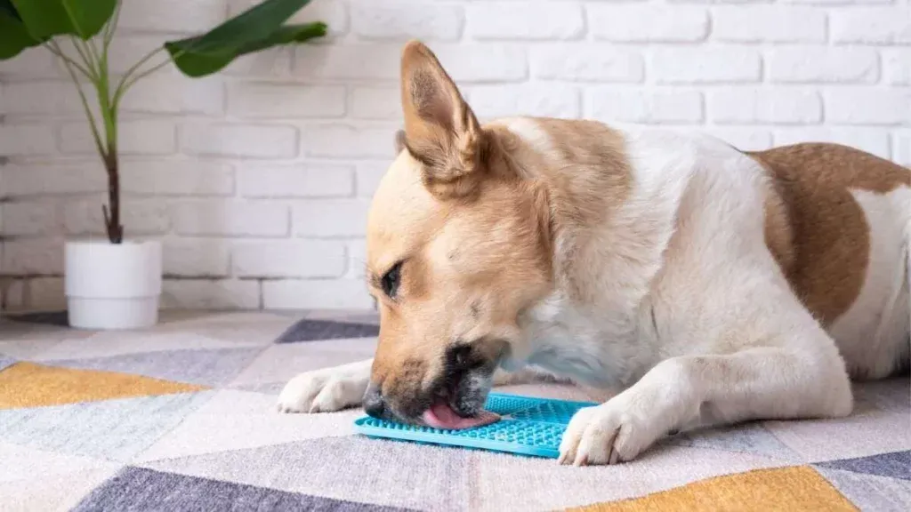 Lick mats are a great way to occupy your dog if you need a few minutes to yourself