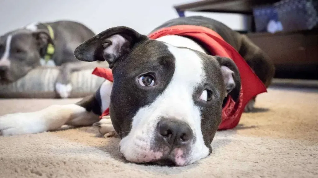 Lick mats can help your dog relax and be less stressed