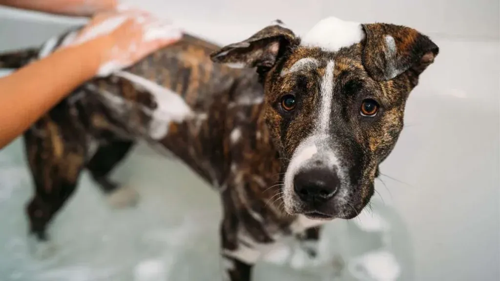 One of the benefits of lick mats for dogs is reinforcing positive associations like with baths