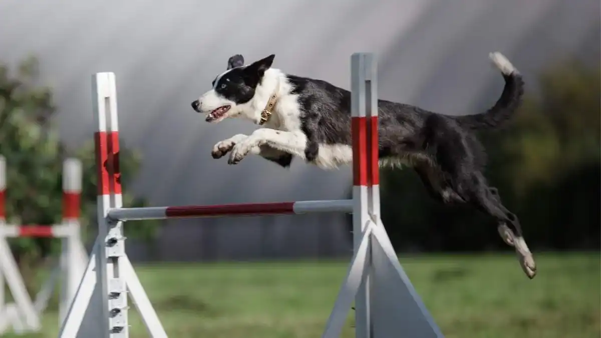 some notes before getting started Dog jumping over a bar