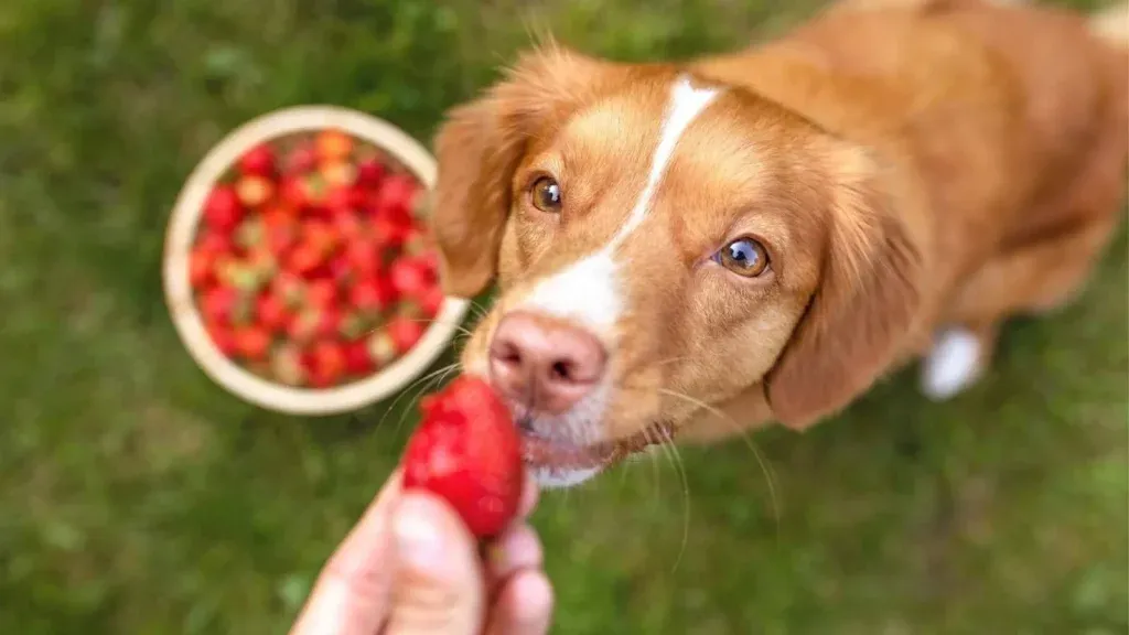 Light brown dog looking up at a strawberry from a human