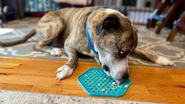 Benefits of lick mats for dogs - featured image