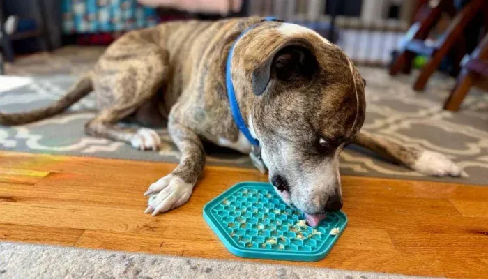 The Benefits of Lick Mats for Dogs and Why We Love Them!