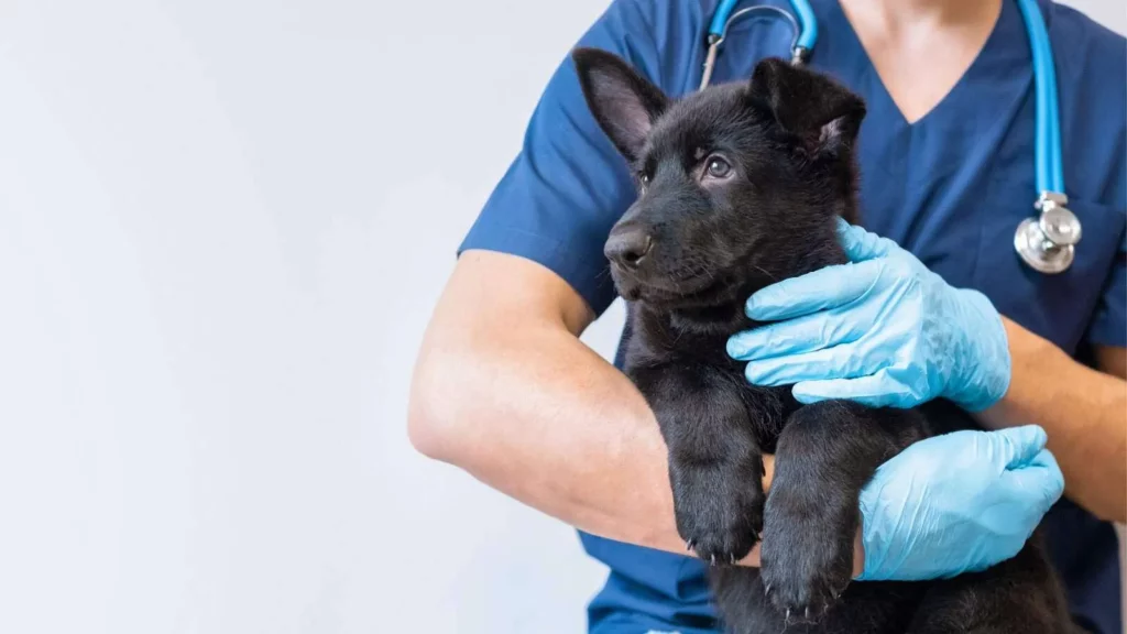 Veterinarian holding a black puppy.