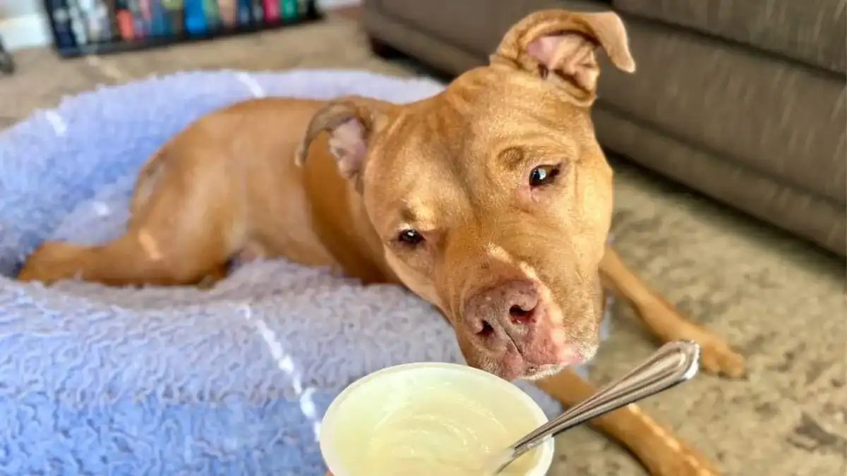 Primmie sniffing greek yogurt