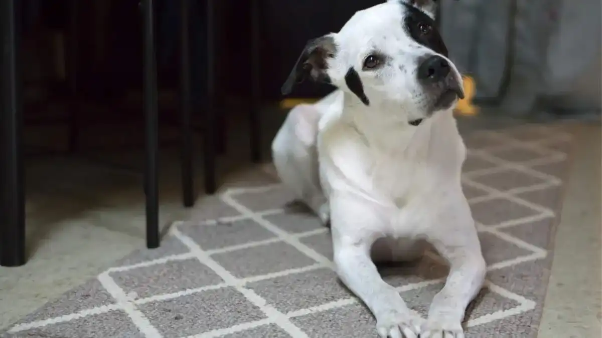 Faq for can dogs have strawberry yogurt