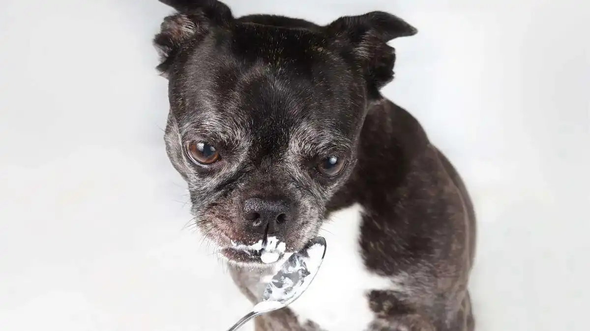 Introduce yogurt to your dog in small quantities at first