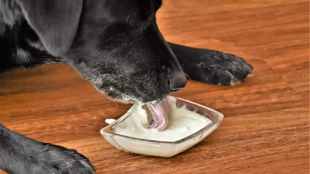 It is possible for dogs to be lactose intolerant, too
