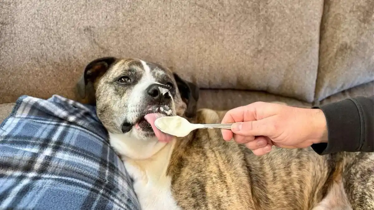 Goomba eating yogurt off the spoon