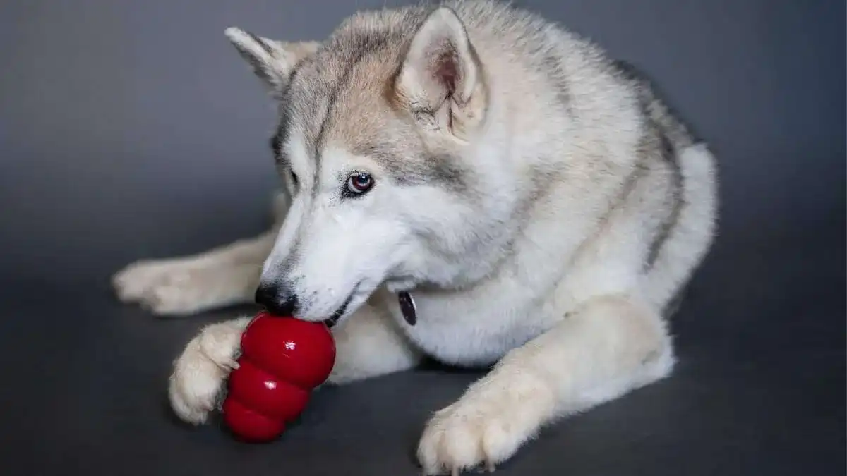 There are many benefits of frozen enrichment for dogs that we think you'll like