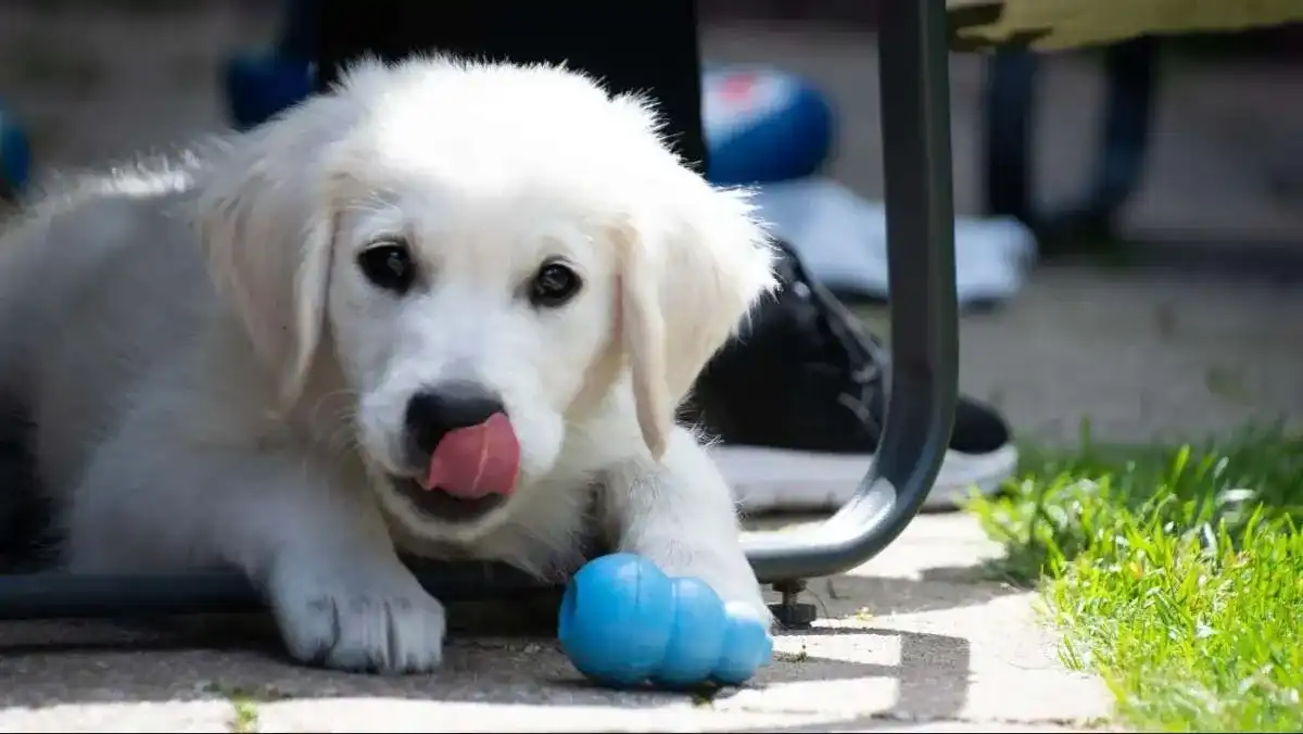 Frozen enrichment is a great way to entertain your dog while you're busy and let them have fun!