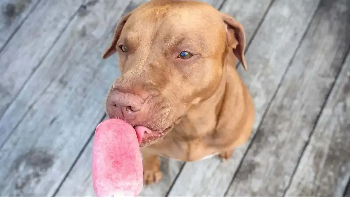 Popsicles are another great, easy frozen enrichment, just make sure to be careful with the stick!