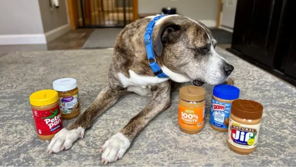 Can dogs have crunchy peanut butter - display of peanut butter