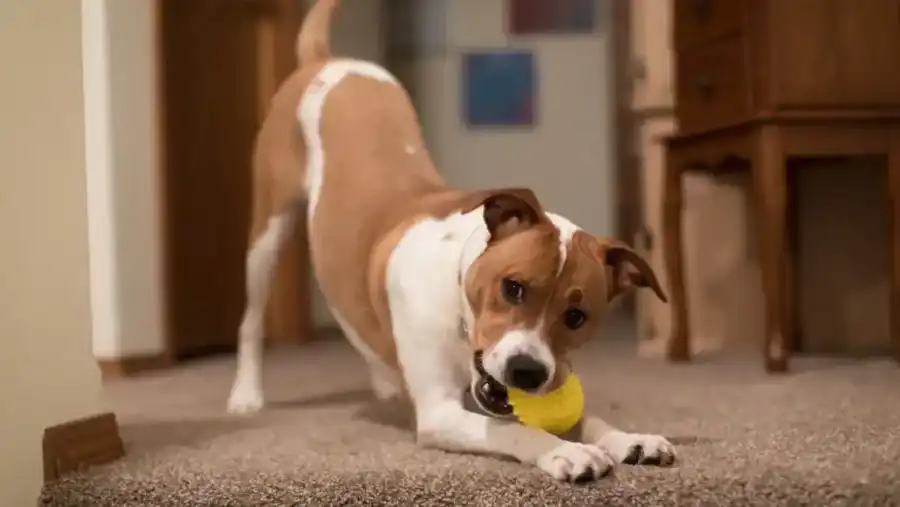 Easy and Fun Games to Play with Dogs Inside