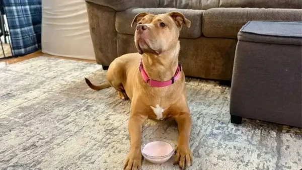 Can dogs have strawberry yogurt? The benefits & risks