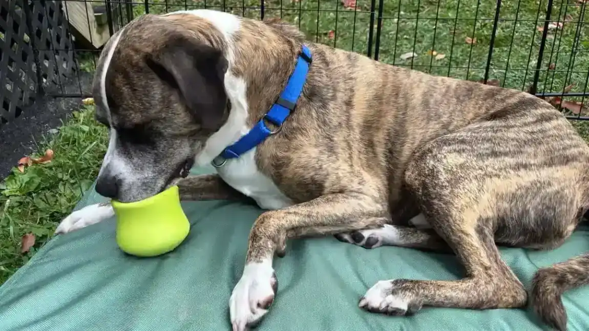 Goomba using a toppl on an outside dog bed