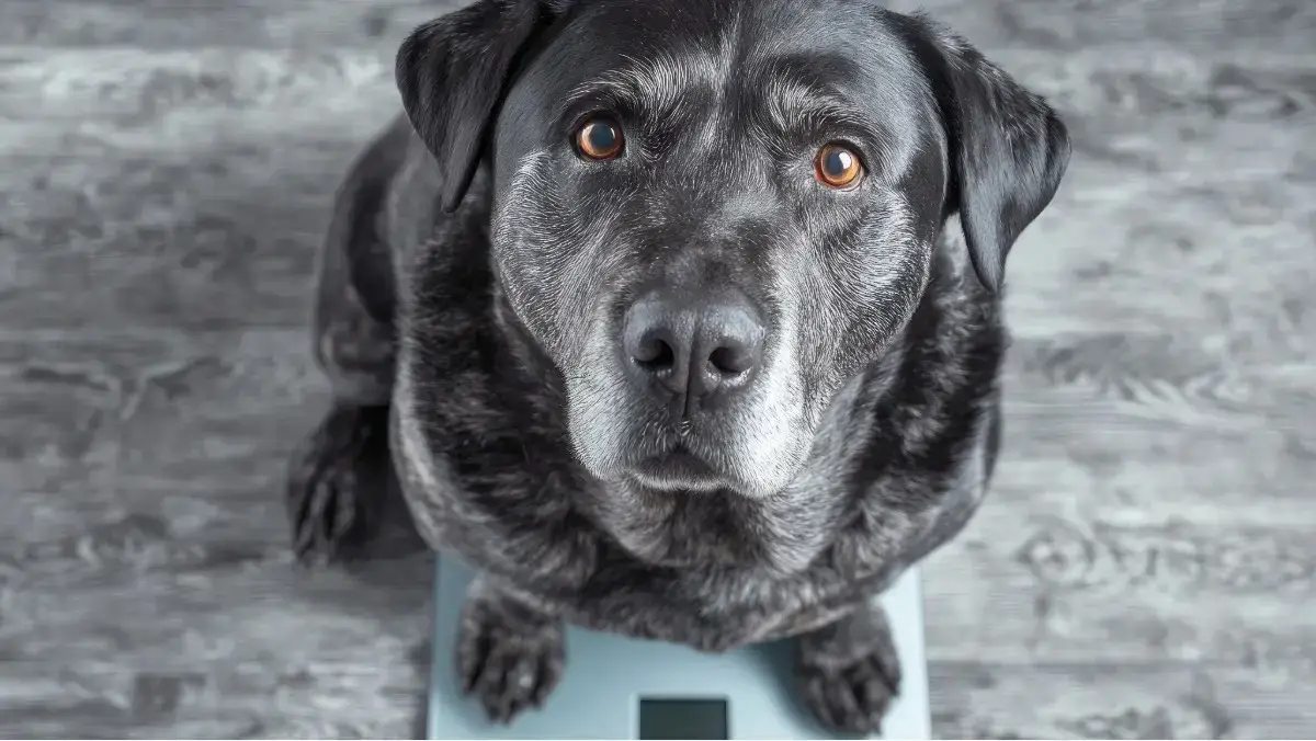 Peanut butter is a high calorie dog treat