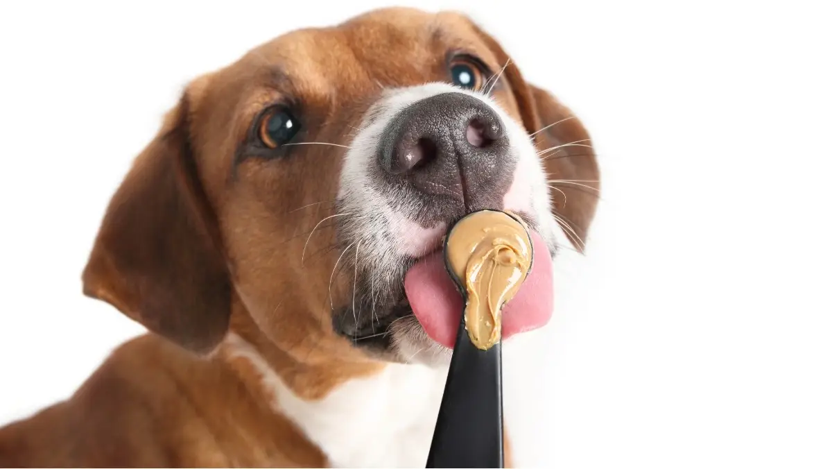 Small dog licking crunchy peanut butter off a spoon