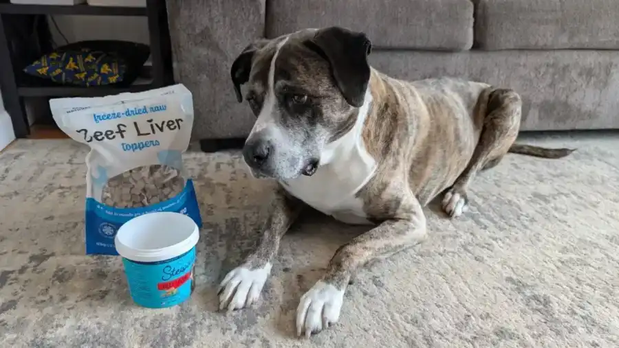 Can Dogs Have Beef Liver Featured Image