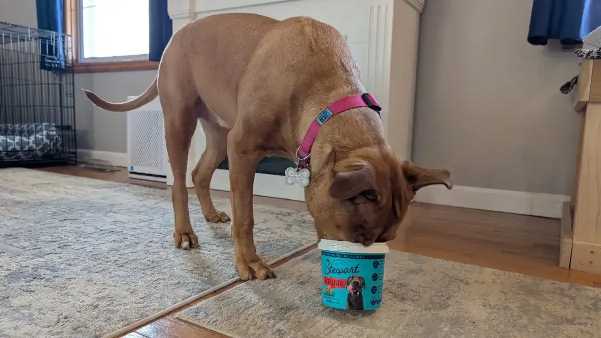 Primmie with her nose in a beef liver treat container