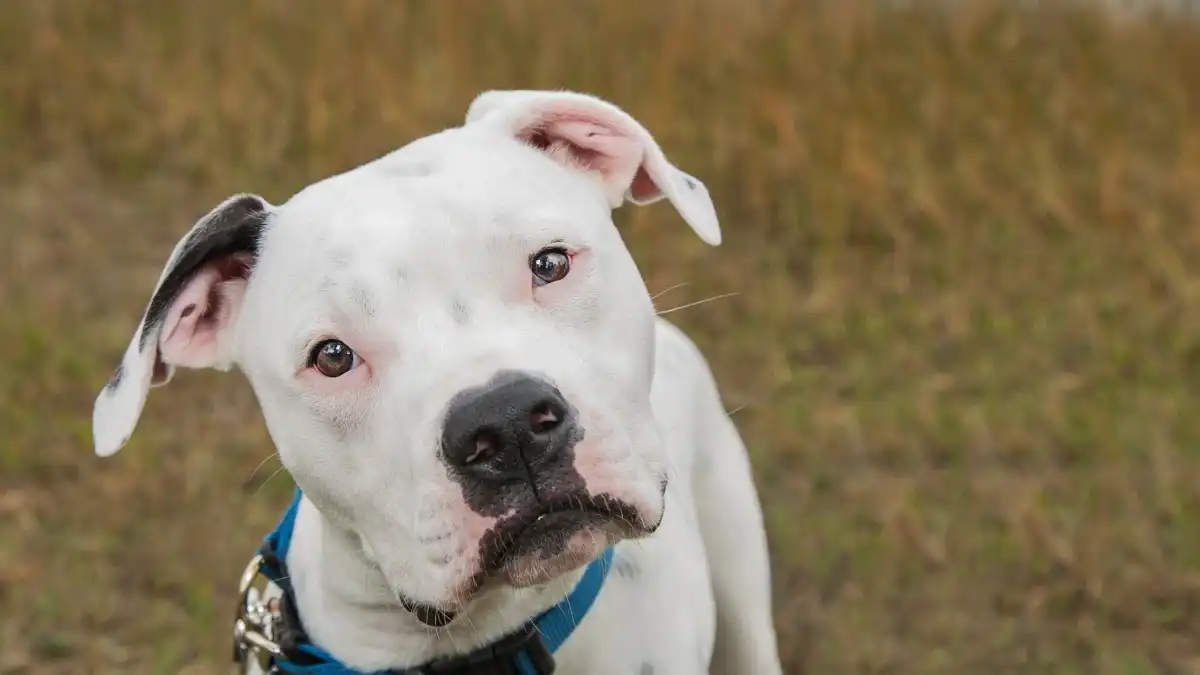 Faq related to can dogs have beef liver