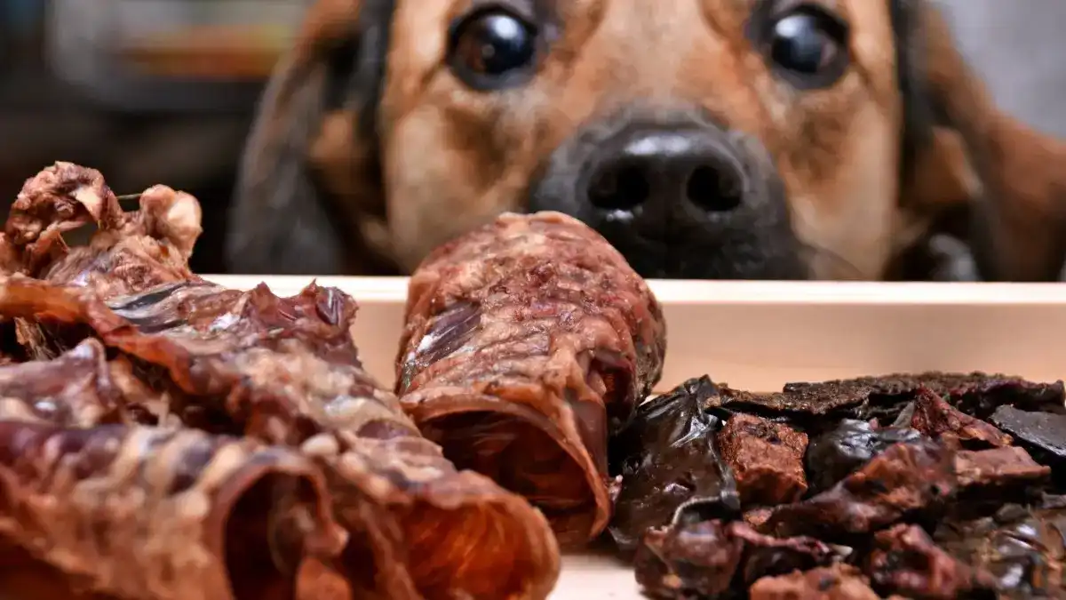 Image of brown dog sniffing over a table at meat