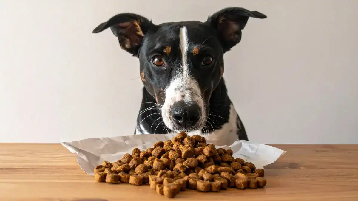 There are a bunch of options for ways to introduce beef liver to your dog