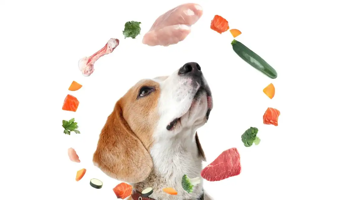 Beef liver is an extremely nutritious and tasty snack for your pup
