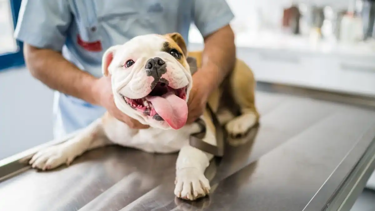 Toxins can build up over time in the liver of animals
