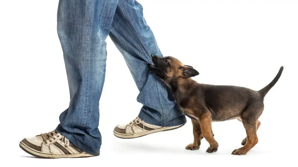 Attention seeking behavior is a good sign that your dog wants more interaction
