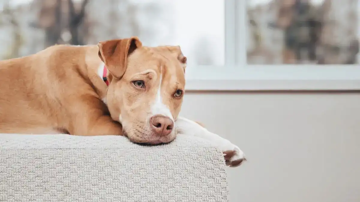 Being left alone too long can result in your dog finding ways to entertain themselves