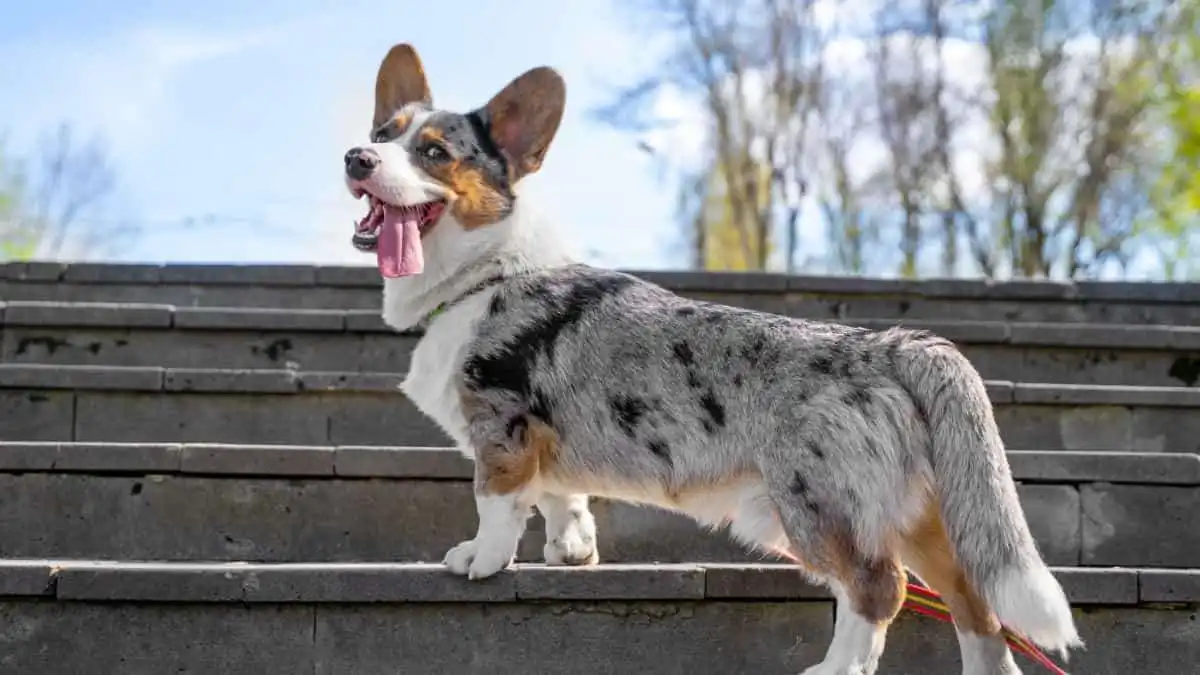 Breaking down your goals into realistic steps can make training much easier