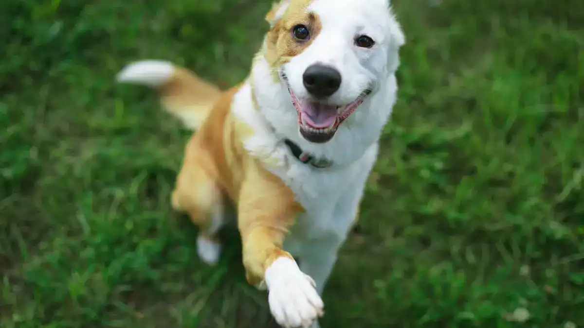 Image of light brown and white dog giving paw while outside