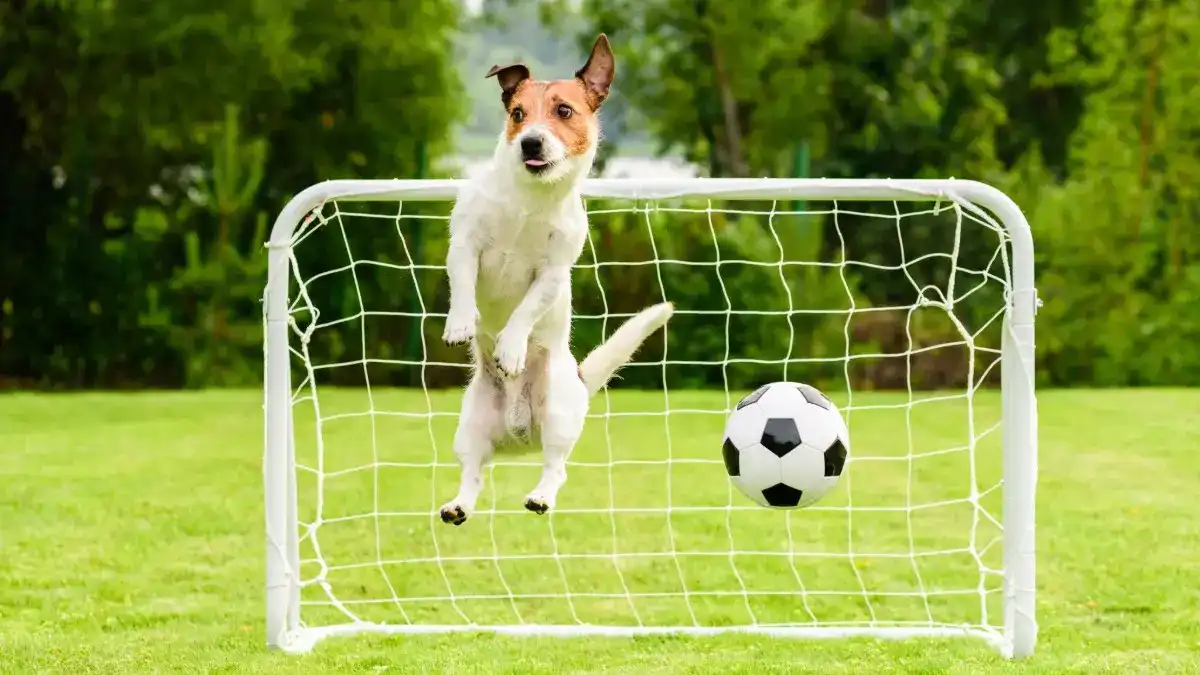 Image of medium sized dog in front of a small soccer goal