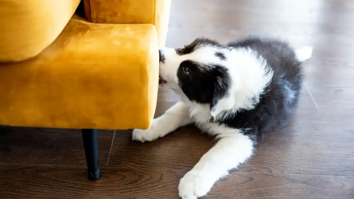 White and black puppy chewing on a yellow chair