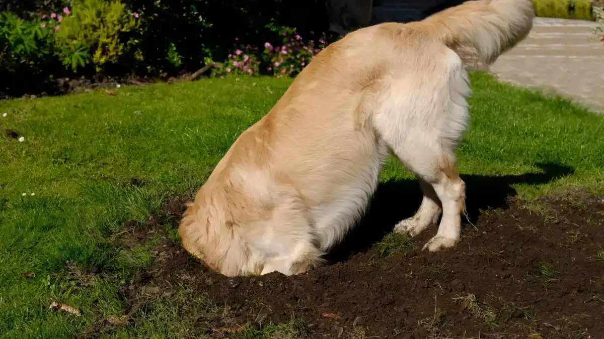 Light colored dog with front half in the ground digging
