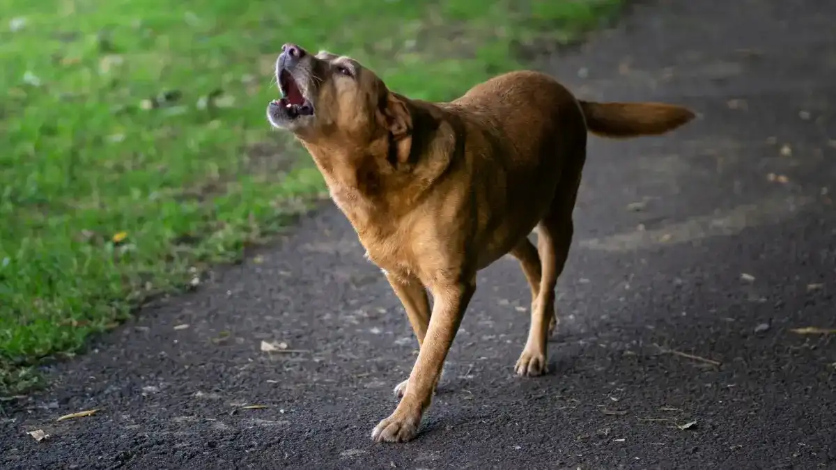 Excessive barking can be caused by dogs that dont have enough enrichment