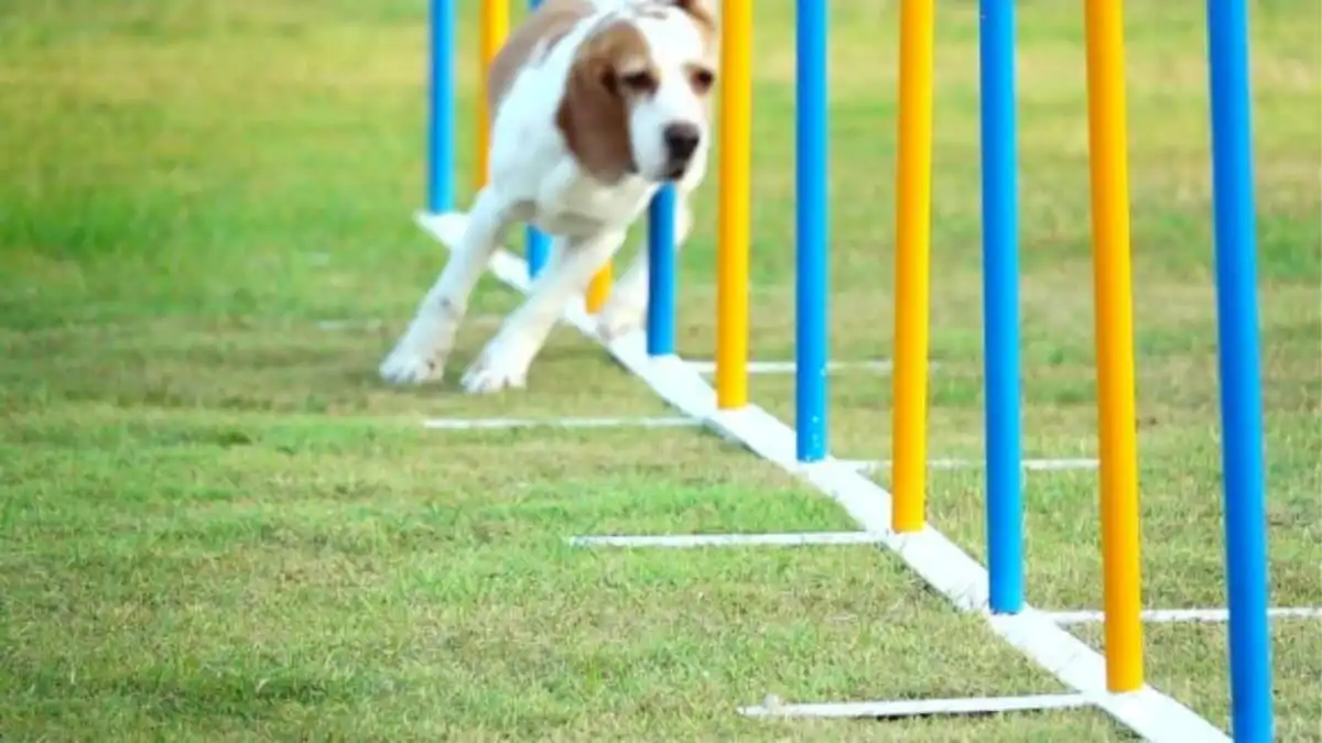 White and brown dog using weave poles for dog agility