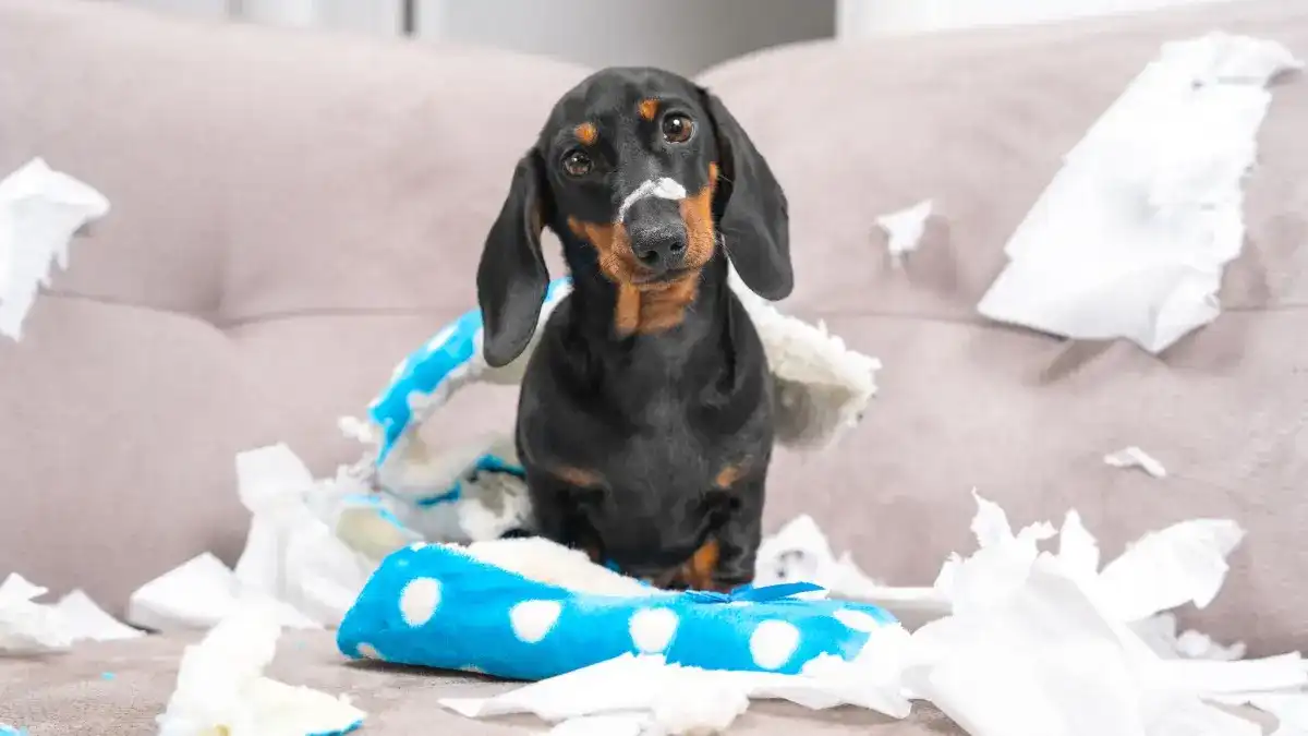 A lack of mental stimulation can lead to destructive behavior like chewing