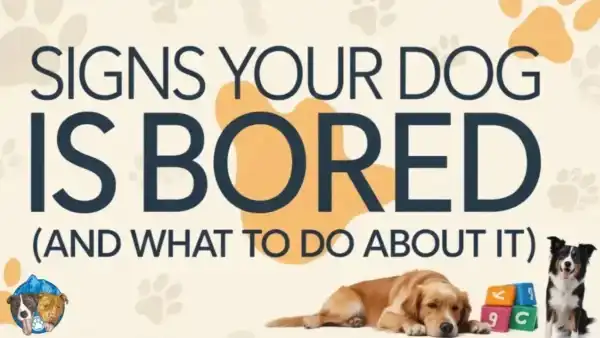signs your dog is bored featured image Signs your dog is bored and what to do about it